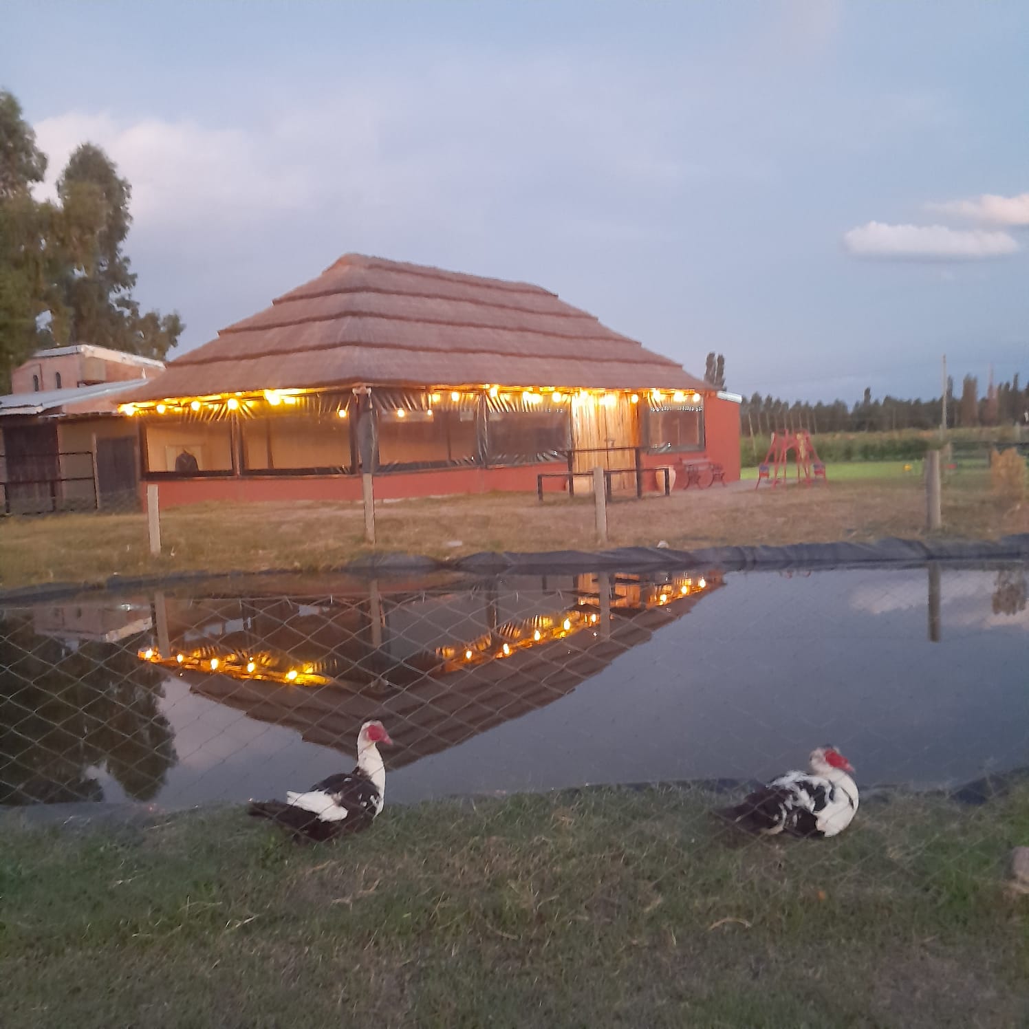 patos quincho